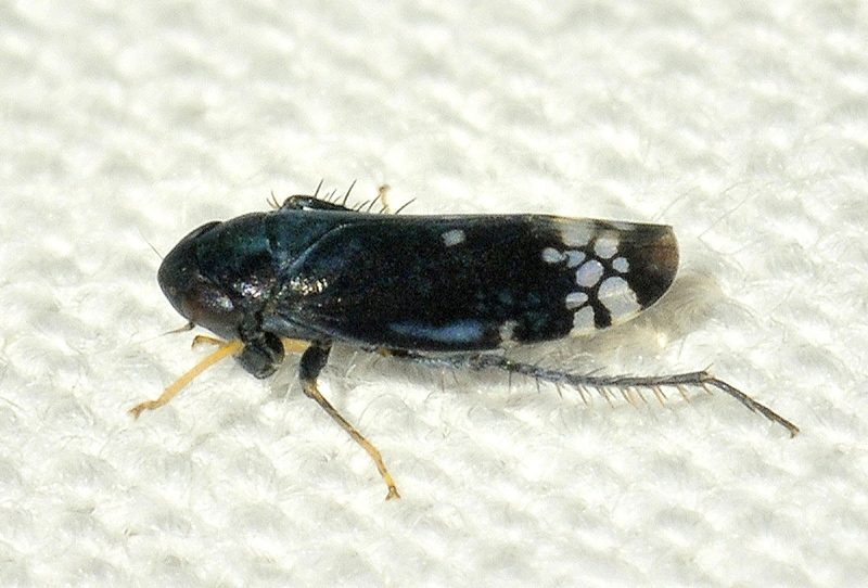 Cicadellidae: Neoaliturus fenestratus